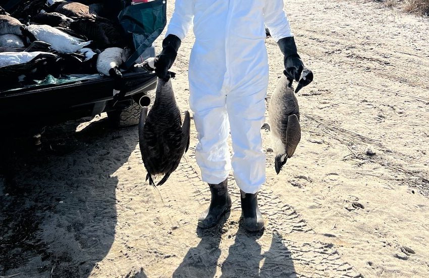  Local Landscaper Tackles the Hamptons Bird Flu Problem