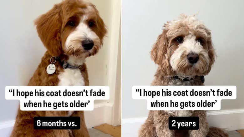 Goldendoodle named Knox's dramatic before and after reveal on Instagram.