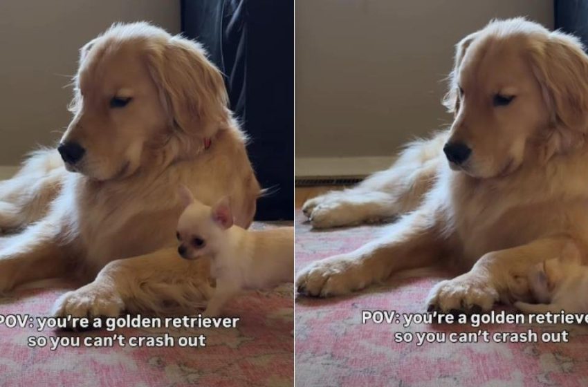  Golden Retriever Being Super Patient With Chihuahua Brother