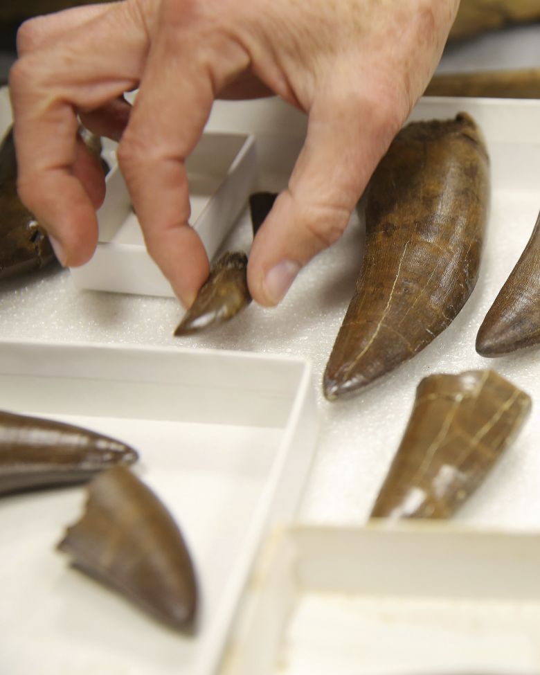 Tyrannosaurus rex teeth are preserved in a collections drawer in the Burke Museum's paleontology lab in Seattle.