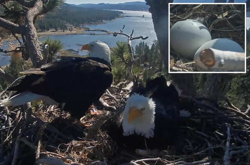  Baby eagle on the way for Big Bear’s favorite pair Jackie and Shadow