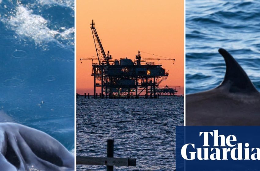  Rice’s whales predate modern humans. Now Trump could make them extinct | Whales