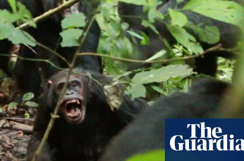  Wild chimpanzees recorded waging ‘civil war’ with coordinated attacks between two groups | Primatology