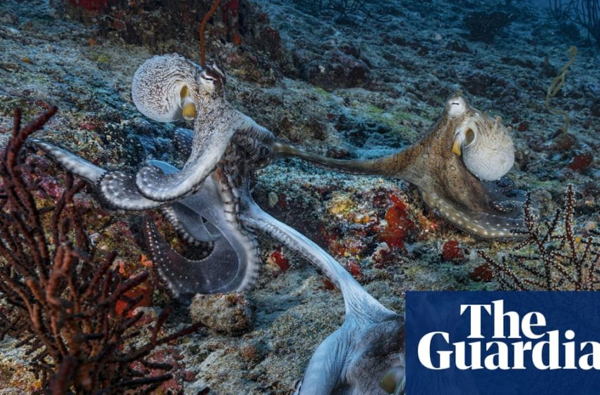 Sex at arm’s length? Male octopuses use specialised arm to mate, scientists find | Marine life