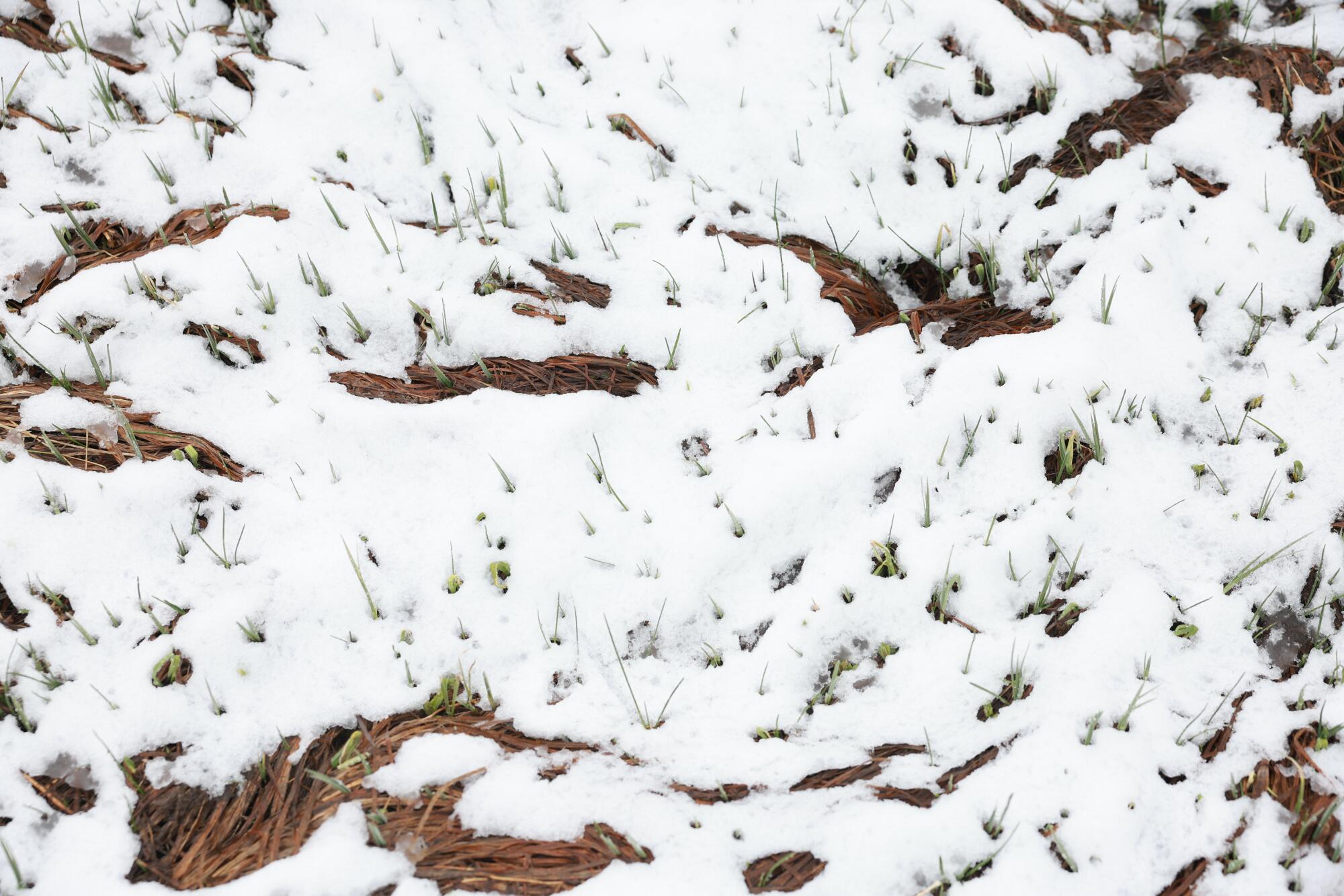 Small blades of natural grasses poke through light snow on the meadow at Phillips Station in the Sierra Nevada. 