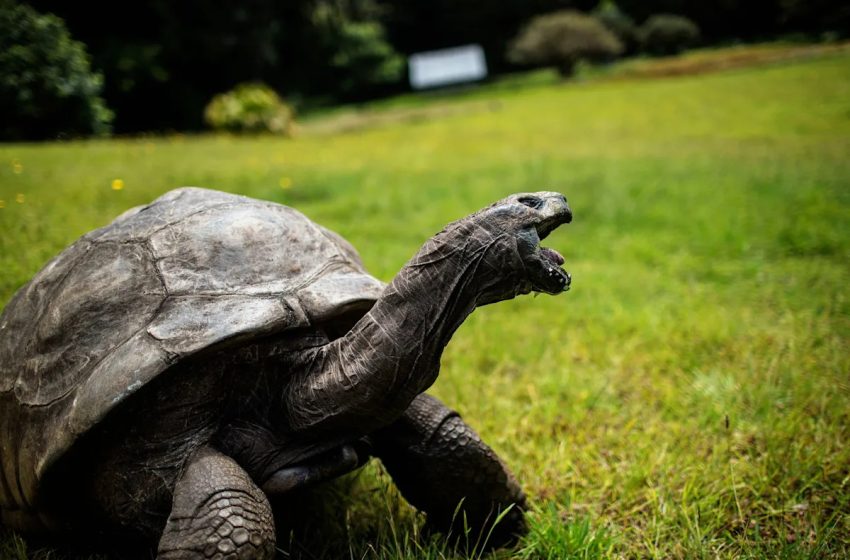  World’s oldest known land animal, Jonathan the tortoise, still alive at nearly 200