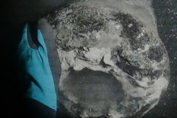 This handout photo from Sept. 15, 2015, provided by the Viking Ship Museum shows the underwater view of a diver as he discovers a cannon, thought to be from Danish flagship "Dannebroge" that sank during the Battle of Copenhagen in 1801. (Viking Ship Museum via AP)