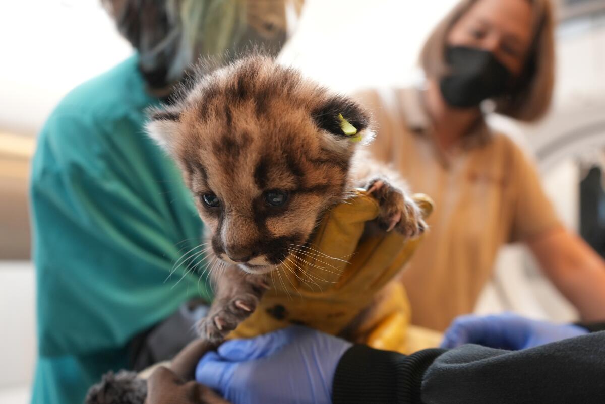 A 3-week-old mountain lion