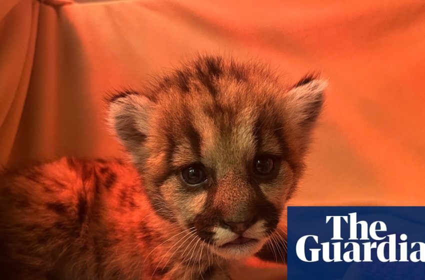  Three-week-old mountain lion cub rescued by California biologists | California