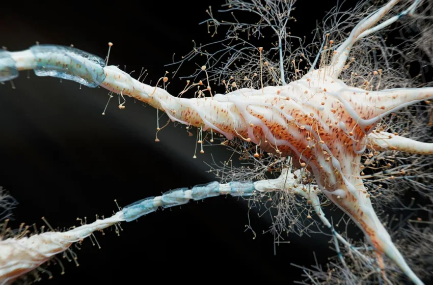  Multiple Sclerosis: The Hidden Truth About Its Two Strikingly Different Forms