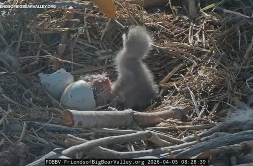  Big Bear bald eagle cam updates: Jackie and Shadow’s first eaglet hatches, second hatched soon after