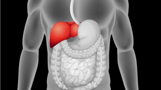  HT Health Talk: Bengaluru doctor reveals best diet and science-backed habits to reverse fatty liver