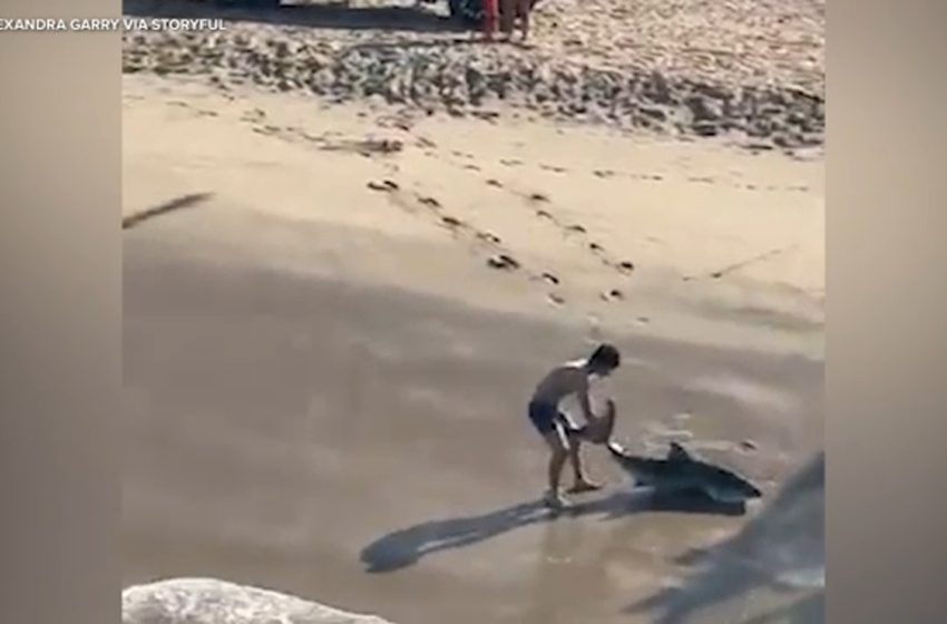  Man frees shark caught on line in Hermosa Beach, video shows