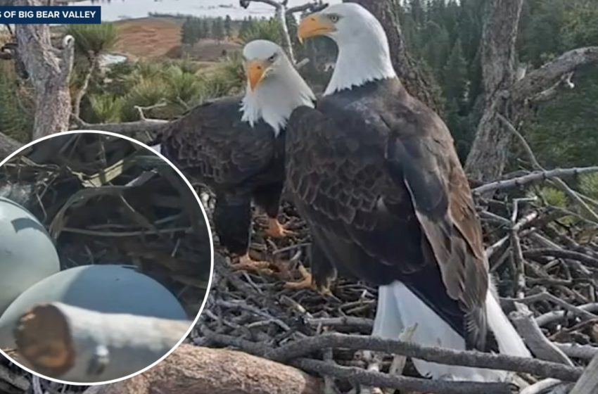  Big Bear bald eagles Jackie and Shadow see first pip of 2026 hatching season