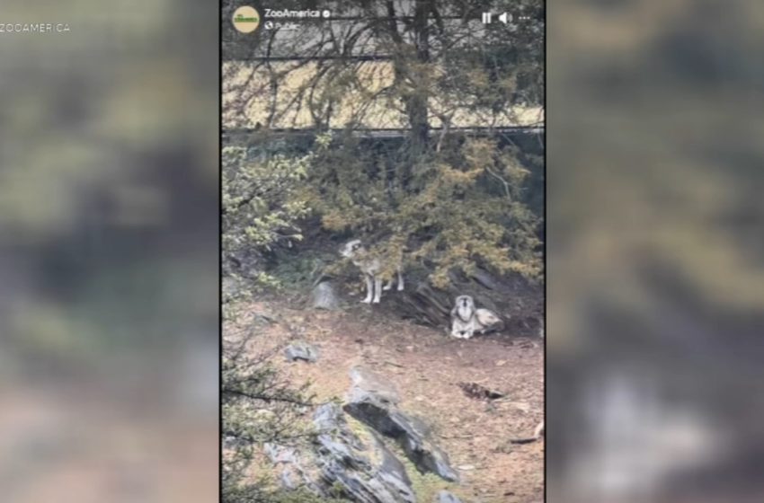  Parents charged after toddler injured by wolf at Hersheypark’s ZooAmerica