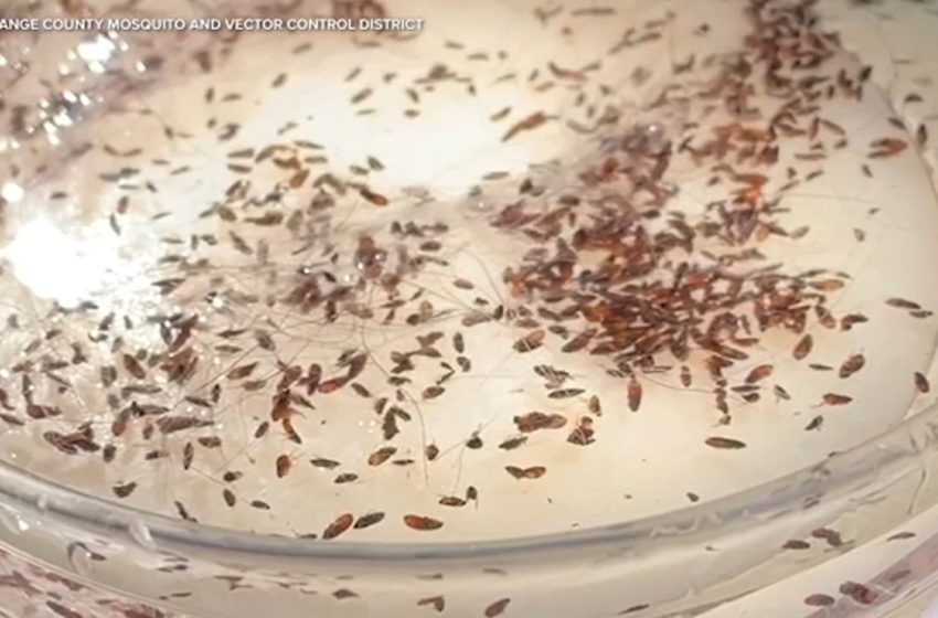  Flea-borne typhus surges across LA County with 90% of cases requiring hospitalization