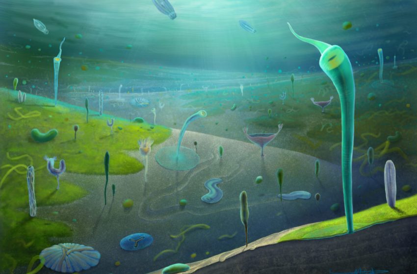  Newly discovered fossils give scientists first look at the evolution of early complex animals