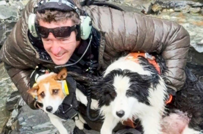  Hiker’s dog lost in a wild New Zealand forest is rescued by helicopter after strangers fund search