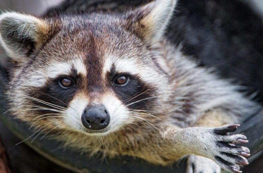  CDC pauses testing for rabies, Epstein-Barr, monkeypox and other viruses