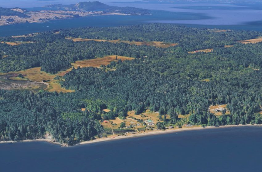  21 dead canines mysteriously wash ashore on Washington state island