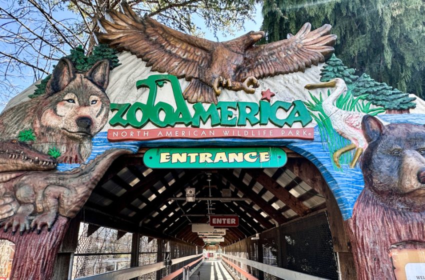  Toddler injured by wolf at Zoo America after crawling under a fence to enclosure