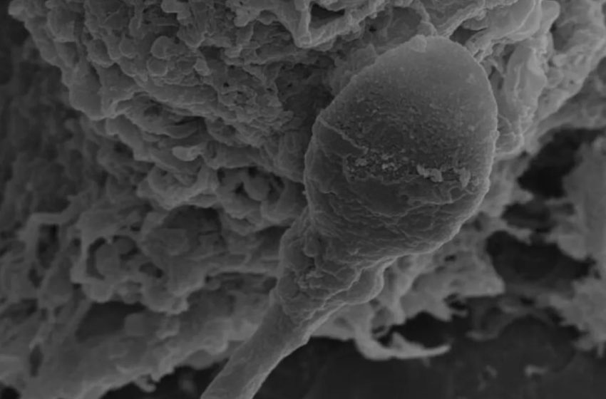  Sure, you can make babies in space — but sperm may get confused by gravity: new research