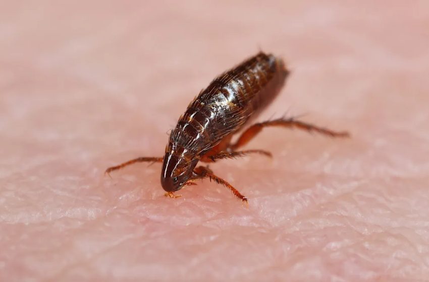  Health officials report record number of potentially fatal typhus cases: ‘Everyone is at risk’