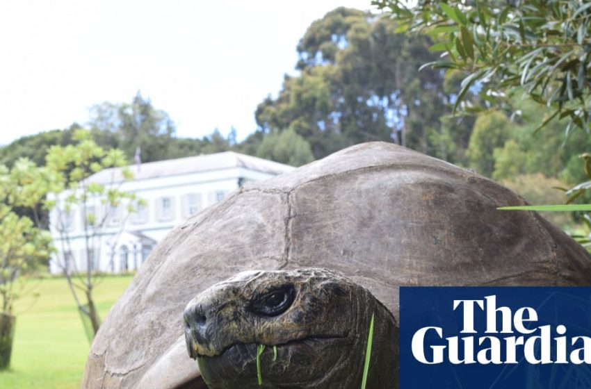  World’s oldest tortoise caught in viral crypto death scam | St Helena