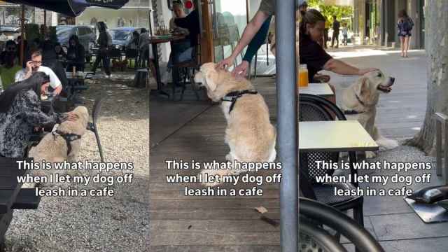  Golden Retriever Likes to Get Himself Busy As Soon As He Is Off the Leash at a Cafe