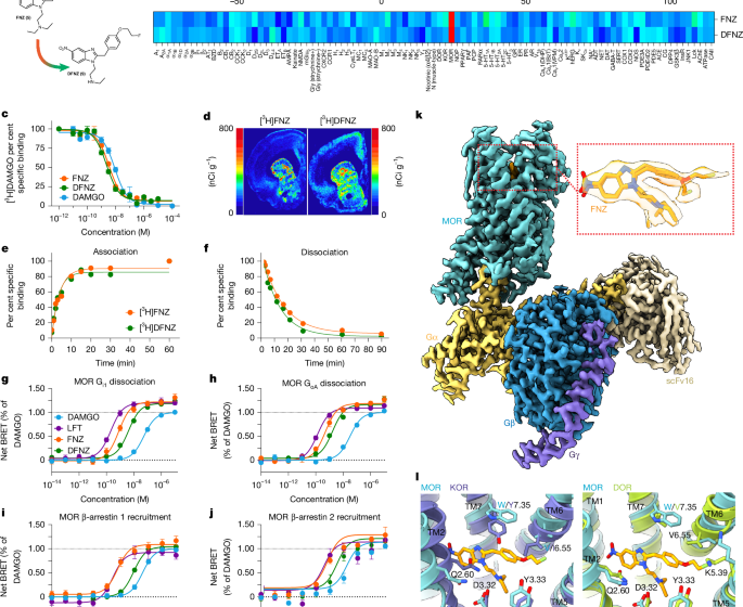  A µ-opioid receptor superagonist analgesic with minimal adverse effects