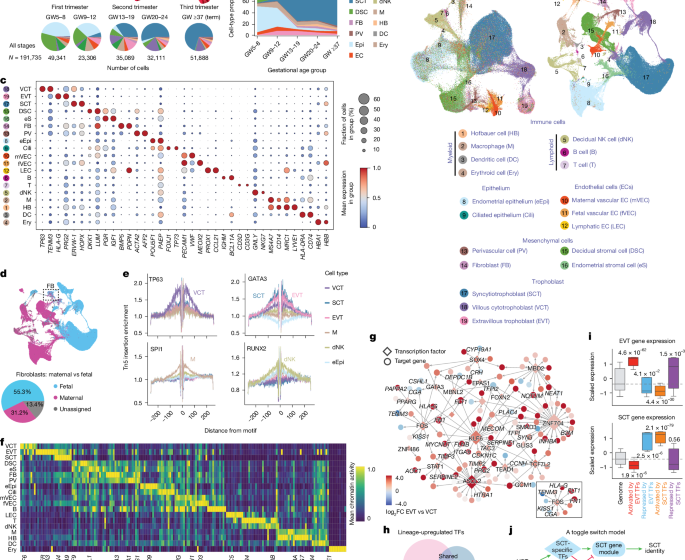  Single-cell spatiotemporal dissection of the human maternal–fetal interface