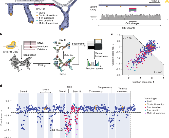  Saturation editing of RNU4-2 reveals distinct dominant and recessive disorders