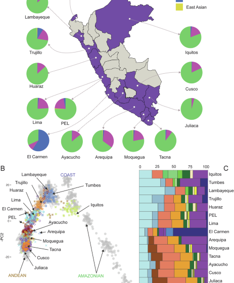  Unraveling the genetic landscape and admixture dynamics of urban populations across Peru