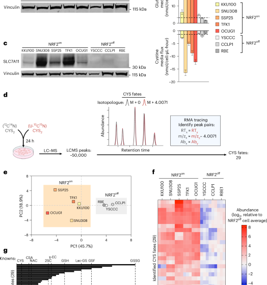  Excess cysteine drives conjugate formation and impairs proliferation of NRF2-activated cancer cells