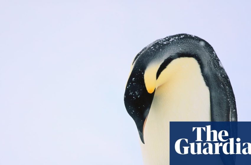  Mass drowning of chicks puts emperor penguins at risk of extinction | Climate crisis
