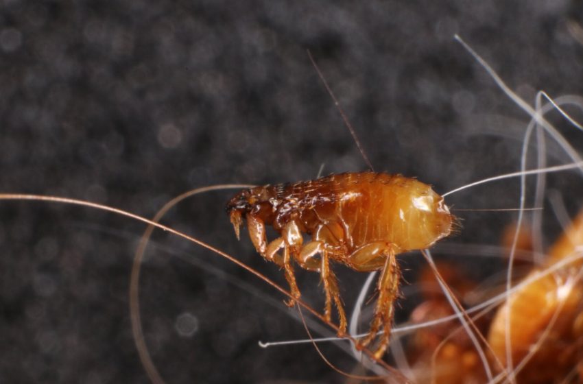  LA Has a Big Flea Problem. Typhus Cases Reached Record High Last Year