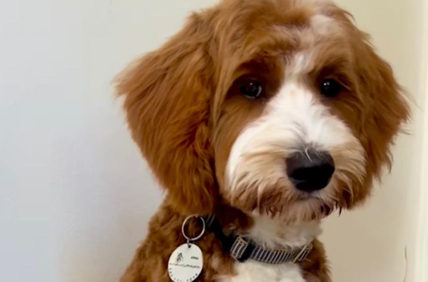  Goldendoodle’s Dramatic Coat Transformation From Puppy To Adult Is Turning Heads