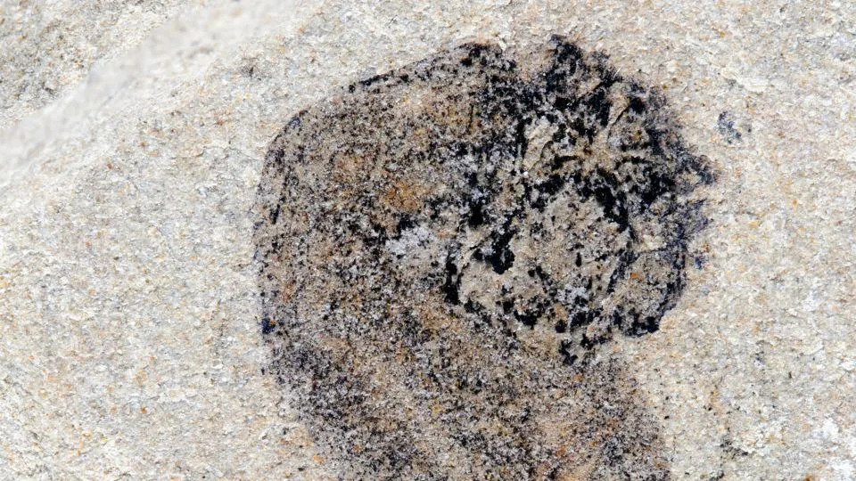 A newly discovered fossil of a sausage-shaped animal from the Jiangchuan Biota has an end-positioned mouth. - Gaorong Li