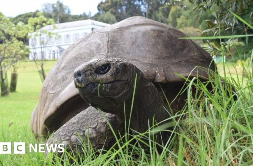  World's oldest known tortoise, Jonathan, still alive despite reports of death – BBC