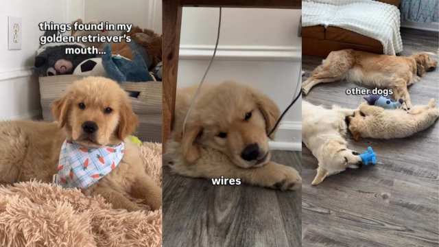  Owner Reveals Things Found in Golden Retriever Puppy’s Mouth