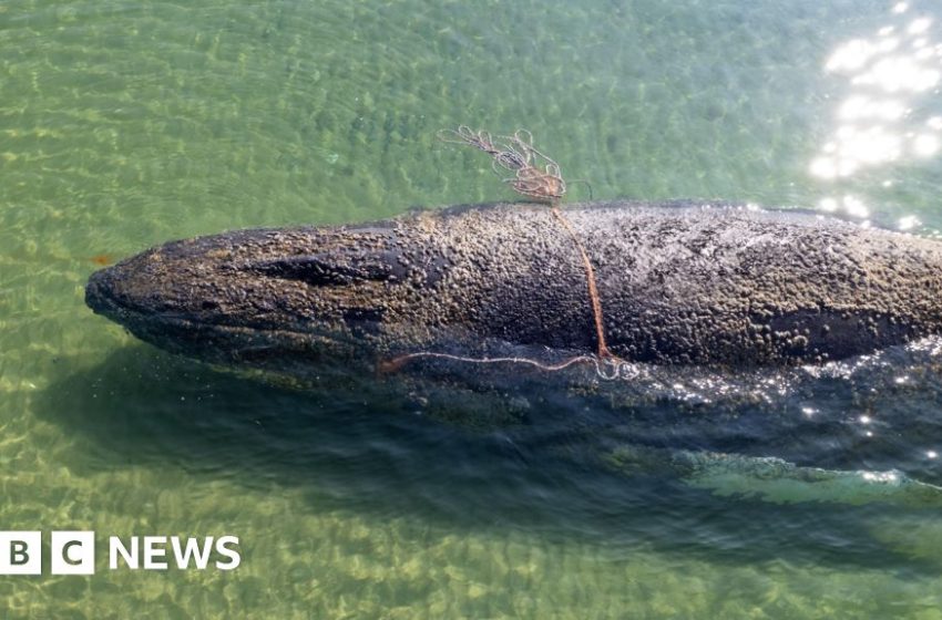  Rescuers abandon hope for whale stranded off German island – BBC
