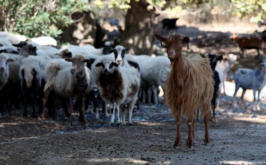  Greek ministers resign over EU farming subsidy scandal