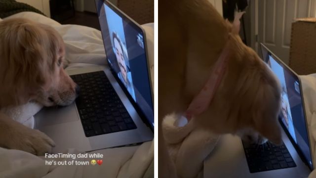  Golden Retriever’s FaceTime Call With Dad Takes Adorable Turn