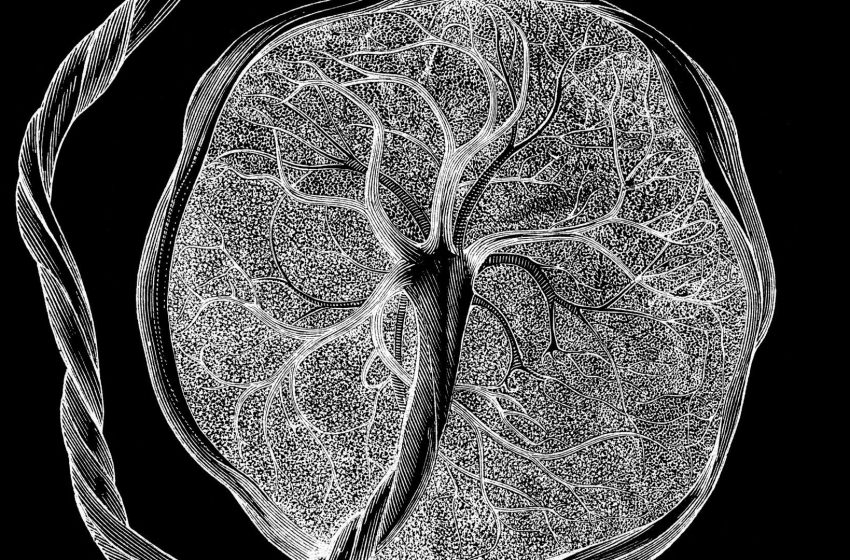  ‘No one knows what they are’: Researchers discover new type of cell that’s seen only during pregnancy