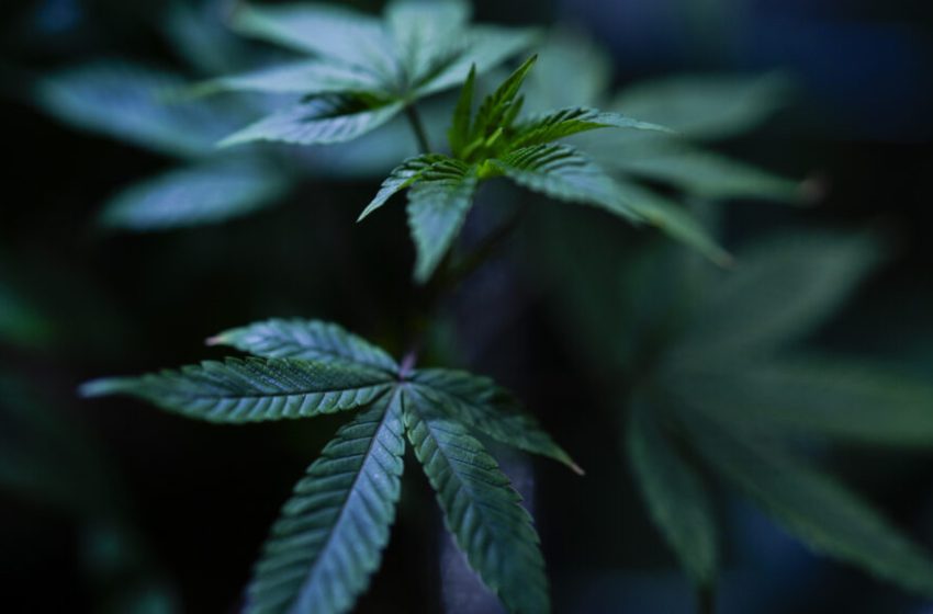  State medical marijuana programs must follow the science