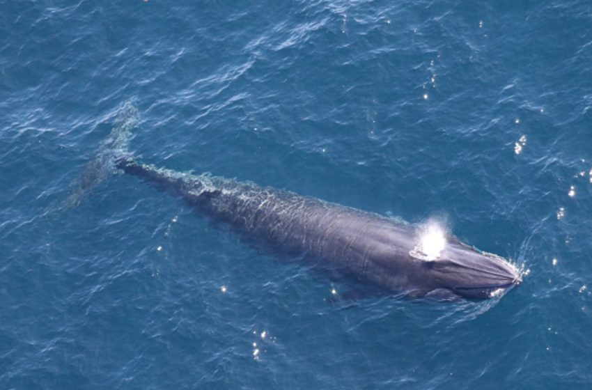  Trump officials use ‘God Squad’ to yank endangered species protections for Rice’s whales