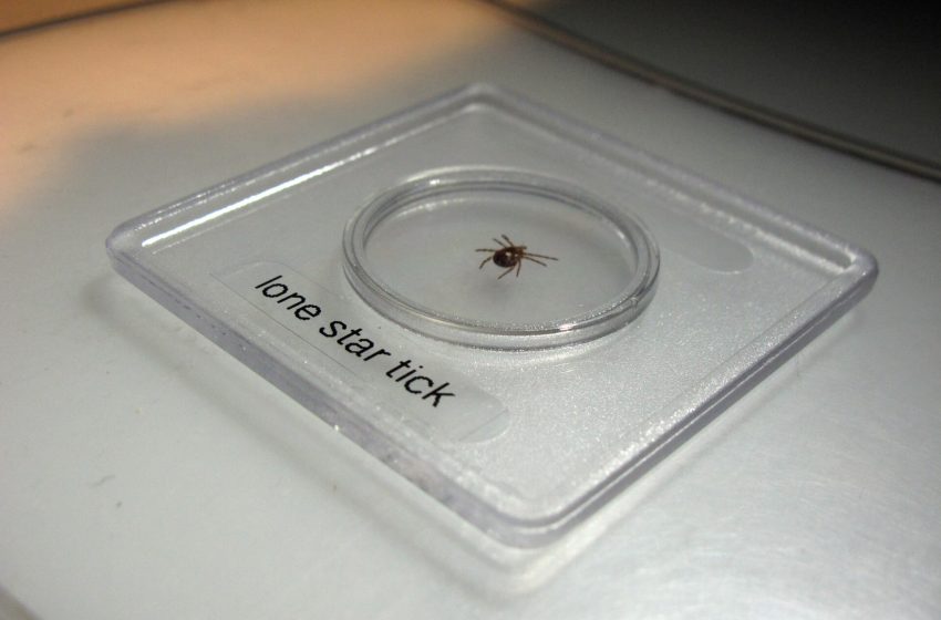  Ticks that cause a rare, dangerous red meat allergy are spreading. What precautions can you take?