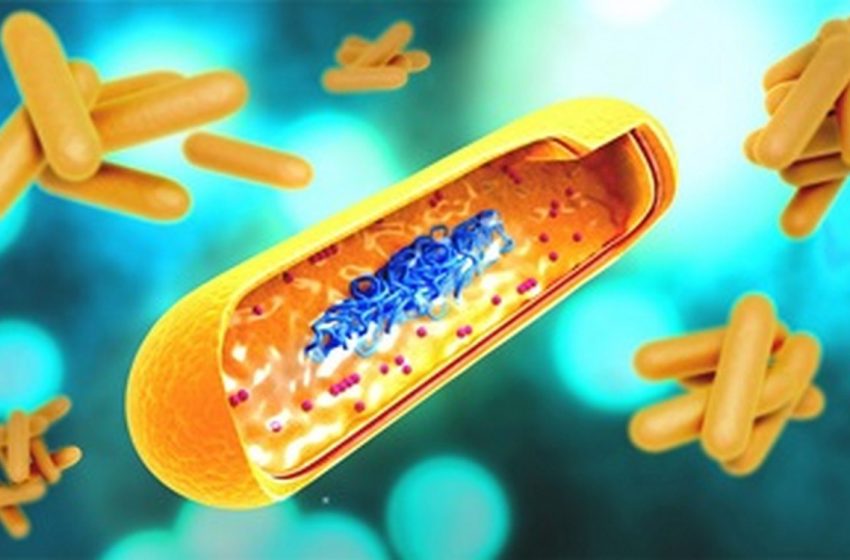  Johns Hopkins Team Develops Therapeutic, Nasally-Delivered DNA Vaccine for Tuberculosis