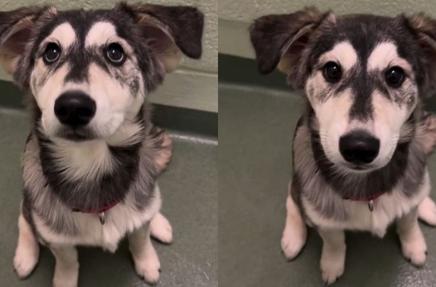 Golden Retriever-Husky Puppy Abandoned at Shelter Finds Forever Home