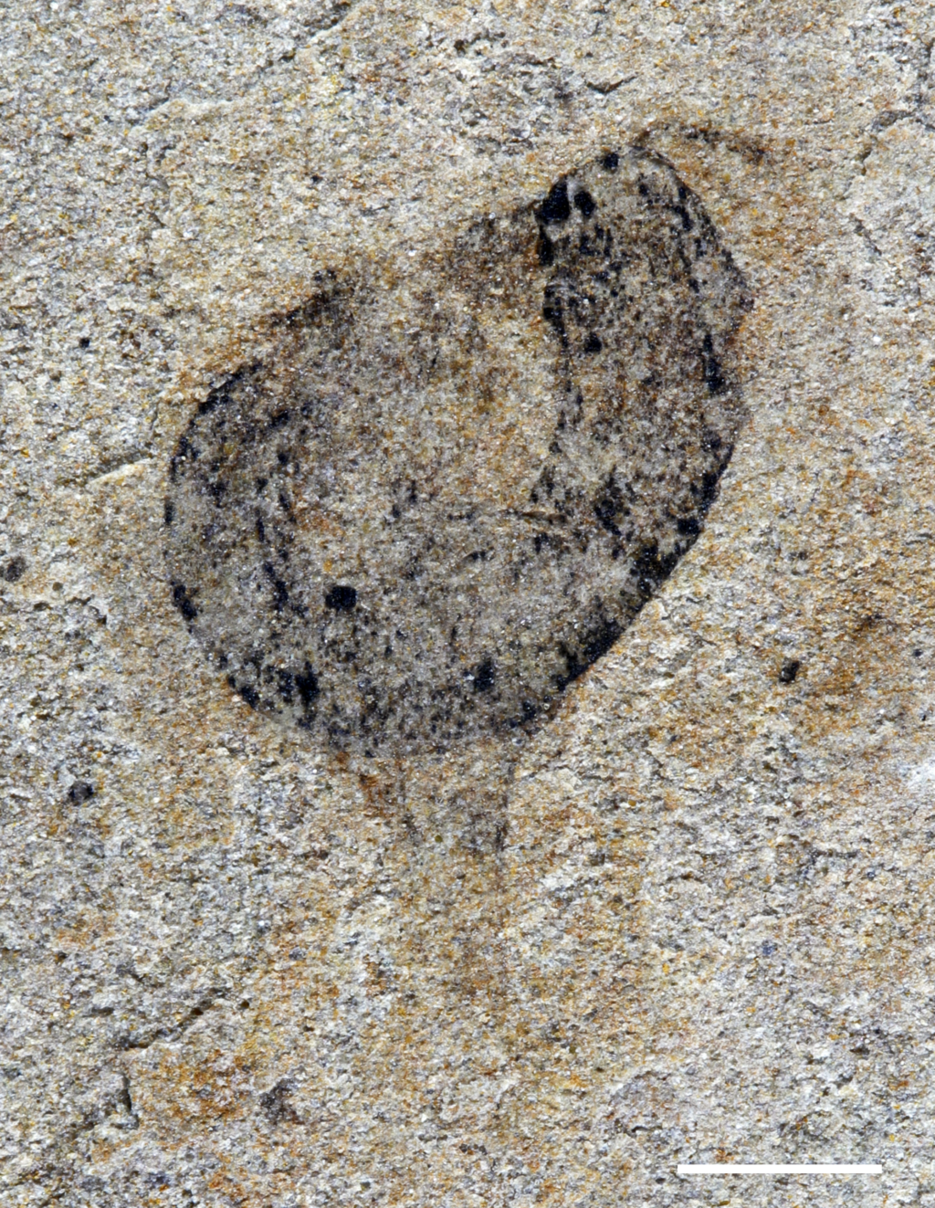 Image of a curved, worm-like body with lots of appendages at one end. It's dark carbon on sandstone.